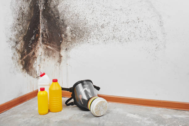 Best Commercial Mold Remediation in Summerville, GA