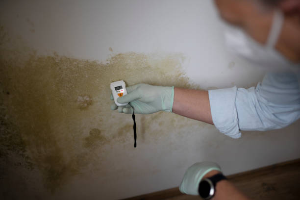 Best Emergency Mold Remediation in Summerville, GA