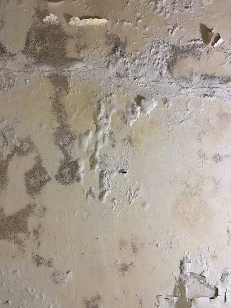Best Attic Mold Remediation in Summerville, GA