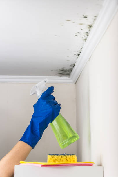 Best Residential Mold Remediation in Summerville, GA